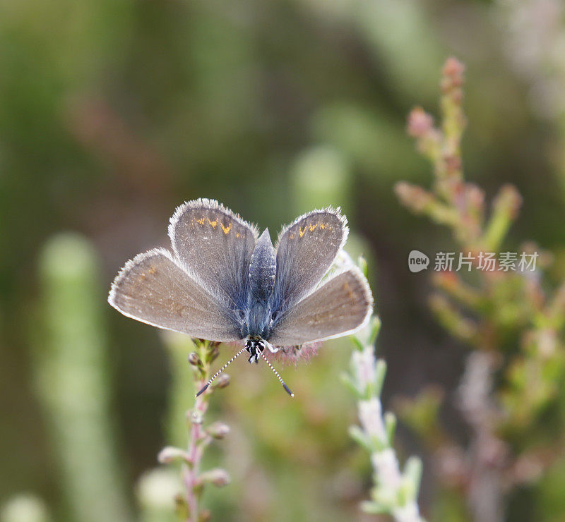 银色镶嵌蓝蝴蝶(Plebejus argus)雌性